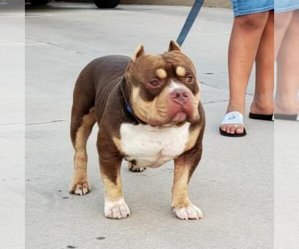 Medium Photo #18 American Bully Puppy For Sale in GILBERT, AZ, USA