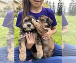 Small #8 Aussiedoodle