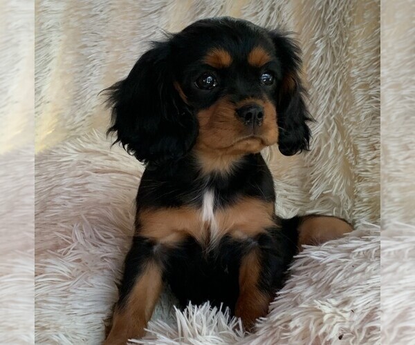 Medium Photo #2 Cavalier King Charles Spaniel Puppy For Sale in ORRTANNA, PA, USA