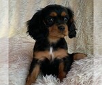Small Photo #2 Cavalier King Charles Spaniel Puppy For Sale in ORRTANNA, PA, USA