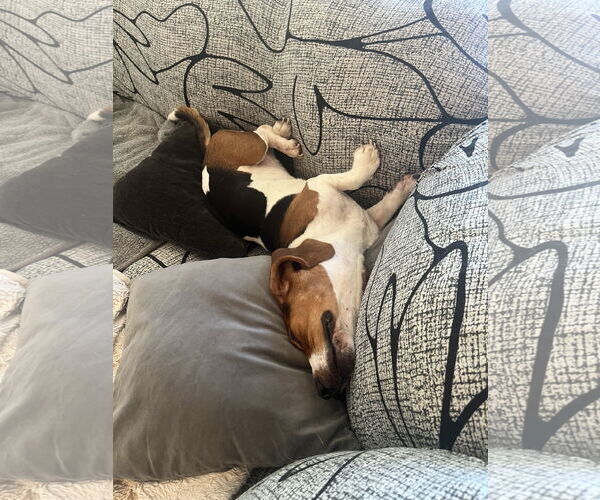 Medium Photo #2 Basset Hound Puppy For Sale in Hesperia, CA, USA
