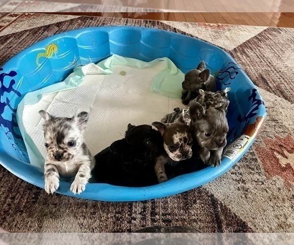 Medium Photo #2 French Bulldog Puppy For Sale in BEREA, KY, USA
