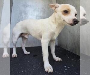 Chihuahua-Unknown Mix Dogs for adoption in San Antonio, TX, USA
