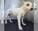 Small Chihuahua Mix
