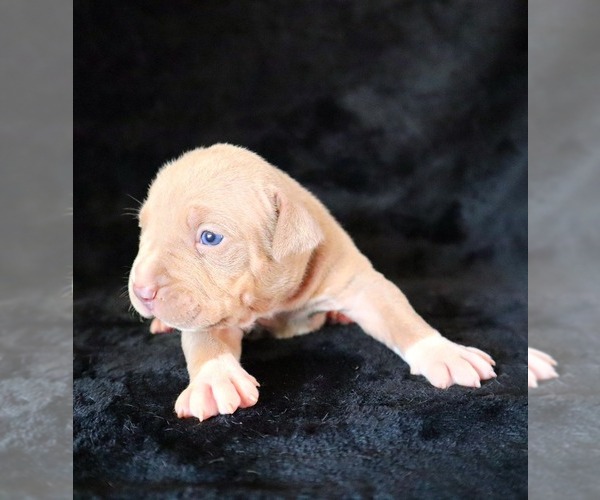 Medium Photo #23 American Bully Puppy For Sale in PALMDALE, CA, USA