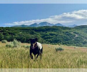 Doberman Pinscher Dogs for adoption in Frisco, CO, USA