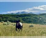 Small Doberman Pinscher