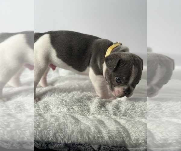 Medium Photo #17 French Bulldog Puppy For Sale in OLYMPIA, WA, USA
