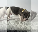 Small Photo #17 French Bulldog Puppy For Sale in OLYMPIA, WA, USA