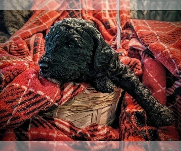 Medium Photo #3 F2 Aussiedoodle Puppy For Sale in LOUISA, VA, USA