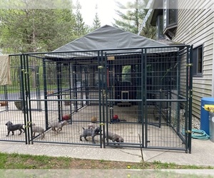 Weimaraner Puppy for sale in PESHTIGO, WI, USA