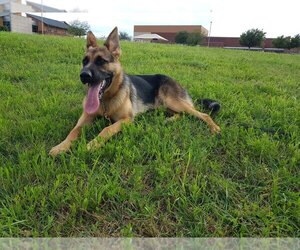 German Shepherd Dog Puppy for sale in SAGINAW, TX, USA