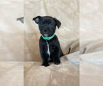 Small Labrador Retriever Mix