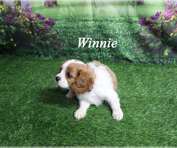Medium Photo #19 Cavalier King Charles Spaniel Puppy For Sale in CHANUTE, KS, USA