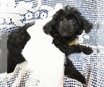 Small Photo #2 Poodle (Miniature) Puppy For Sale in HARTVILLE, MO, USA