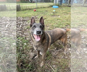 Mabel located in NC - Female Mutt Dog for Adoption - Photo #2