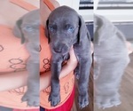 Puppy Blue boy 4 Weimaraner