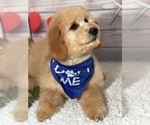 Small Photo #9 Goldendoodle Puppy For Sale in LOUISA, VA, USA