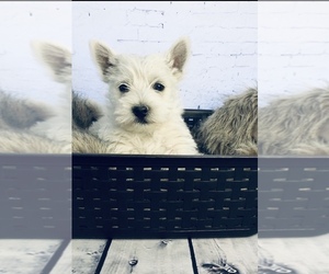 West Highland White Terrier Puppy for sale in ROCKY FORD, CO, USA