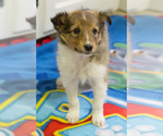 Small Photo #6 Shetland Sheepdog Puppy For Sale in MILWAUKEE, WI, USA