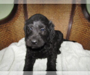 Labradoodle Puppy for sale in BATTLE CREEK, MI, USA
