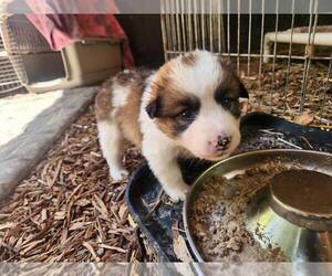 Border Collie Dogs for adoption in Paso Robles, CA, USA