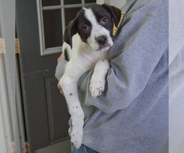 Medium Photo #3 Australian Shepherd-Unknown Mix Puppy For Sale in Huntley, IL, USA