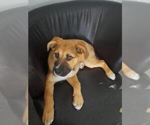 Black Mouth Cur-Unknown Mix Dogs for adoption in San Antonio, TX, USA