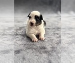 Puppy Kali Australian Shepherd