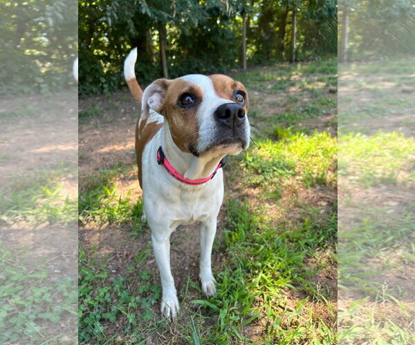 Medium Photo #4 Jack Russell Terrier-Unknown Mix Puppy For Sale in Pacolet, SC, USA