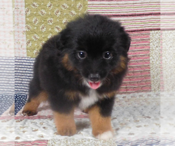 Medium Photo #7 Miniature Australian Shepherd Puppy For Sale in HARRISON, OH, USA