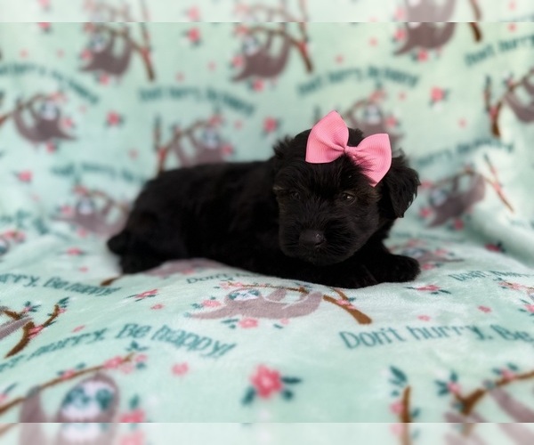 Medium Photo #6 Aussiedoodle Miniature  Puppy For Sale in LAKELAND, FL, USA