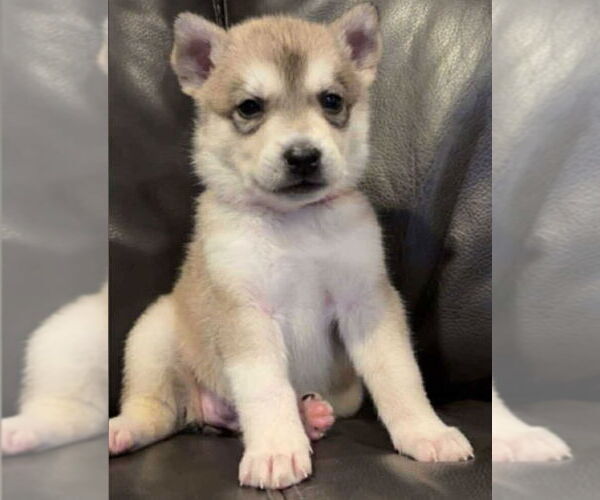 Medium Photo #1 Siberian Husky Puppy For Sale in Matawan, NJ, USA