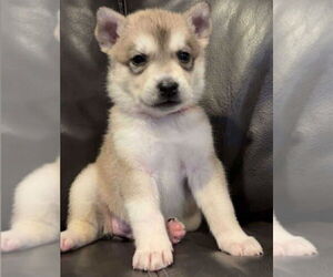 Medium Siberian Husky