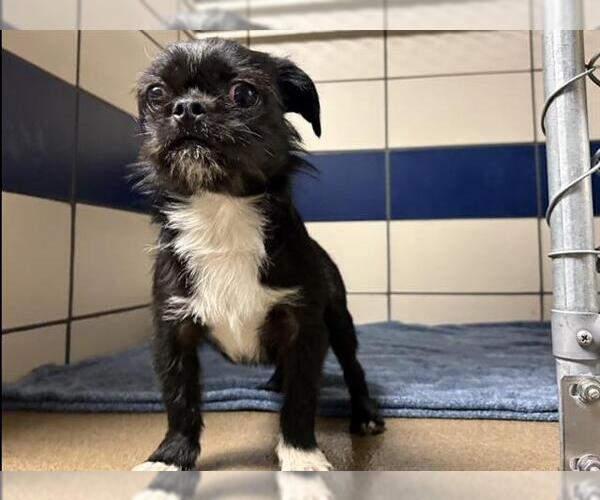 Medium Photo #3  Puppy For Sale in , 