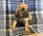 Small #1 Bloodhound