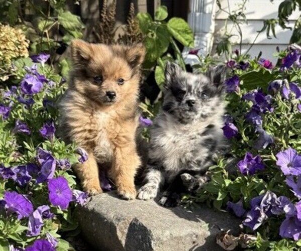 Medium Photo #4 Pomeranian Puppy For Sale in OWEN, WI, USA