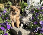 Happy - Male Pomeranian Puppy for Sale - Photo #4
