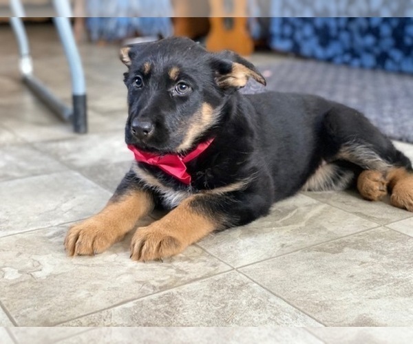 Medium Photo #2 German Shepherd Dog Puppy For Sale in LANCASTER, PA, USA