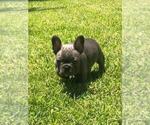 Small Photo #18 French Bulldog Puppy For Sale in WHITTIER, CA, USA