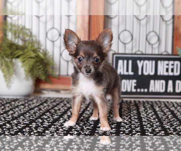 Medium Photo #1 Chihuahua Puppy For Sale in NAPLES, FL, USA