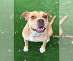 Small #2 Bulldog Mix