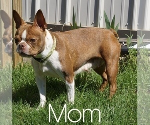Mother of the Boston Terrier puppies born on 05/05/2022