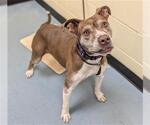 Small American Pit Bull Terrier