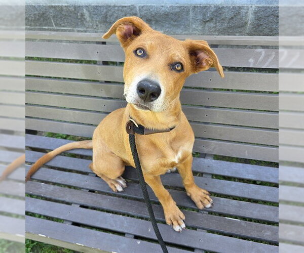 Medium Photo #1 Carolina Dog-Unknown Mix Puppy For Sale in Long Beach, CA, USA