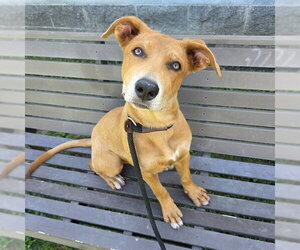 Carolina Dog-Unknown Mix Dogs for adoption in Long Beach, CA, USA