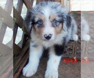 Australian Shepherd Puppy for sale in GLADE HILL, VA, USA
