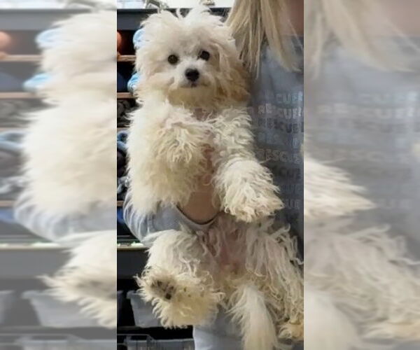 Medium Photo #2 Poodle (Miniature) Puppy For Sale in Mundelein, IL, USA