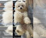 Small #1 Poodle (Miniature)