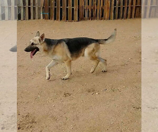 Medium Photo #16 German Shepherd Dog Puppy For Sale in Apple Valley, CA, USA